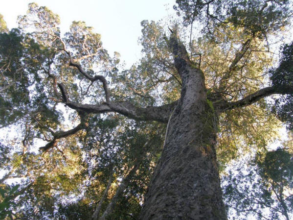 podocarpus